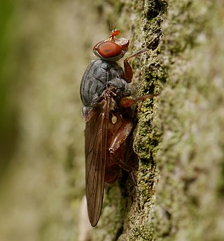 <i>Brachyopa bicolor</i> Species of fly