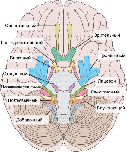 File:Brain human normal inferior view with labels ru.svg