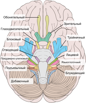 File:Brain human normal inferior view with labels ru.svg