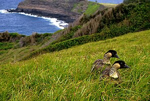 Hawái: Historia, Geografía, Política y gobierno