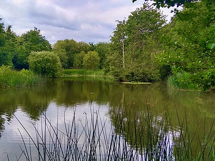 A small fishing lake at Brookwood Country Park