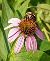 * Nomination Bumble bee on a purple coneflower in the Brooklyn Botanic Garden --Rhododendrites 01:39, 29 July 2021 (UTC) * Promotion  Support Good quality -- Johann Jaritz 02:49, 29 July 2021 (UTC)