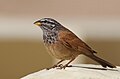 * Nomination House bunting (Emberiza sahari) in Jebil NPI, the copyright holder of this work, hereby publish it under the following license:This image was uploaded as part of Wiki Loves Earth 2024. --El Golli Mohamed 21:36, 4 July 2024 (UTC) * Promotion  Support Good quality. --Pdanese 00:33, 5 July 2024 (UTC)