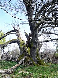 Beech Rother Kuppe, 3.JPG