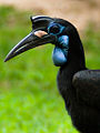 Bucorvus abyssinicus (female) -Fort Worth Zoo-8.jpg