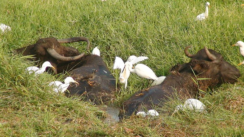 File:Buffalo and egrets.jpg