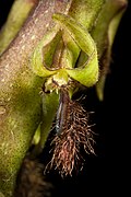 Bulbophyllum echinochilum