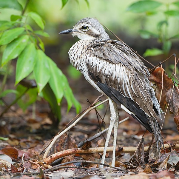 File:Burhinus grallarius - Daintree Villiage.jpg