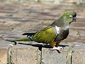 Burrowing Parrot RWD1.jpg