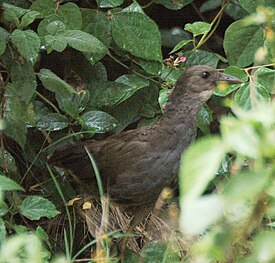 Bush-hen LaceysCk apr08.JPG