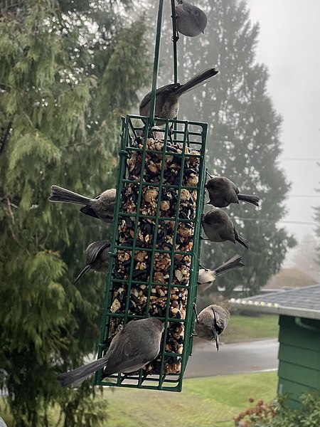 File:Bushtits on Feeder.jpg