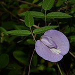 Butterfly pea (Centrosema virginianum), Polk County