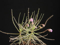 Byblis filifolia