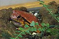 CAS-BioD-Understory-Sambava Tomato Frog.JPG