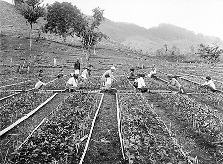 Tập_tin:COLLECTIE_TROPENMUSEUM_Thee-kweekbedden_zonder_afdak_Java_TMnr_10011931.jpg