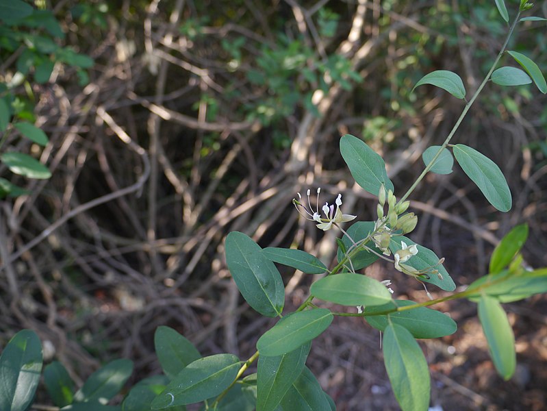 File:Cadaba fruticosa (11543439176).jpg