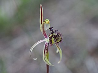 <i>Caladenia barbarossa</i> species of plant