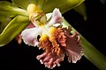 Calanthe tricarinata Labellum