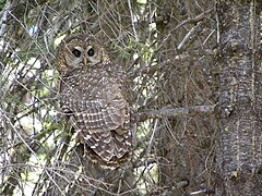 California Spotted Owl, Stanislaus National Forest (8427894580).jpg
