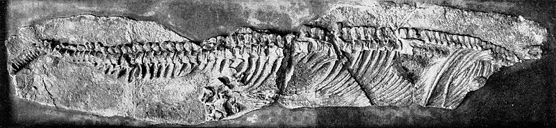 File:Californosaurus Holotype.jpg