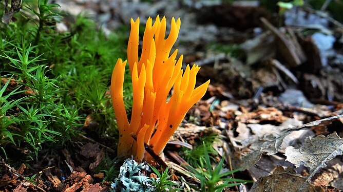 Calocera viscosa in Burgundy