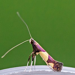 Caloptilia bimaculatella