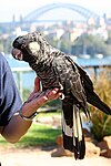 Calyptorhynchus latirostris -Taronga Zoo (kvinne)-8a.jpg