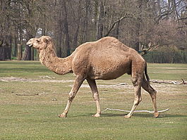 Camelus dromedarius at Tierpark Berlin (1).JPG