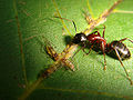 with symbiotic Chromaphis juglandicola on Juglans regia (walnut)