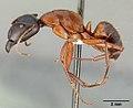 Thumbnail for Camponotus semitestaceus