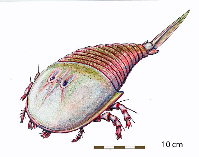 Restoration of Campylocephalus.