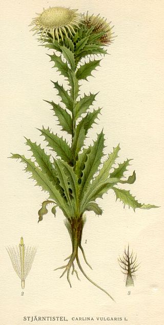 <i>Carlina vulgaris</i> Species of flowering plant