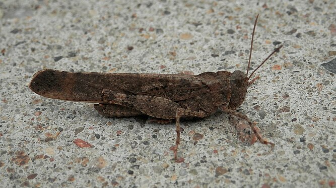 Grasshopper (Caelifera)