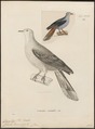 Carpophaga lacernulata - 1700-1880 - Print - Iconographia Zoologica - Special Collections University of Amsterdam - UBA01 IZ15600111.tif