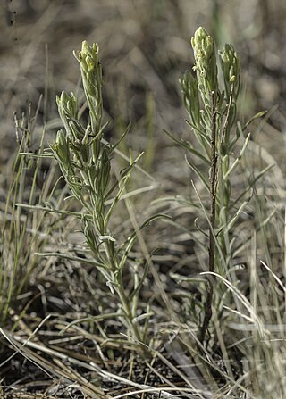 <i>Castilleja lineata</i> Species of plant in the paintbrush flower genus