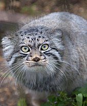 Cat Survival Trust Octocolobus manul portrait 03.jpg