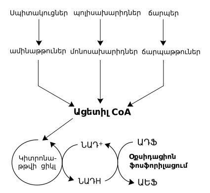 File:Catabolism schematic arm.svg