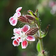 Catchfly (Silene gallica var quinquevulnera) flowers.jpg
