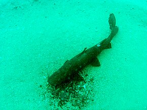 Bagrus meridionalis catfish in Lake Malawi Catfish in Lake Malawi.jpg