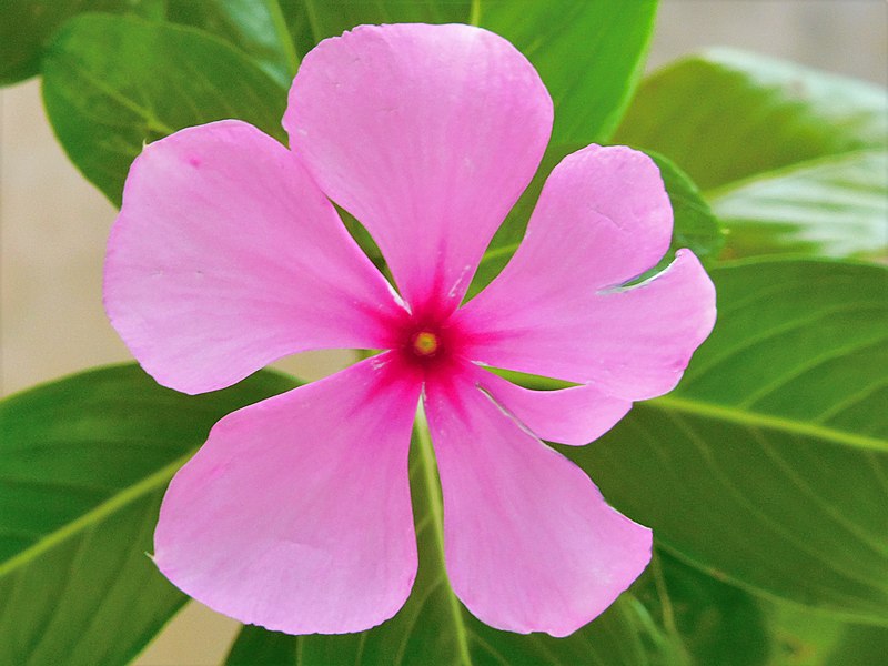 File:Catharanthus roseus (Apocynaceae).jpg