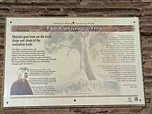 Interpretive sign for the Cazneaux Tree, in the Ikara-Flinders Ranges National Park Cazneaux Tree sign.jpg