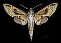 * Nomination Cechenena helops papuana - Ventral side - Male. By User:Archaeodontosaurus --Olivier LPB 07:56, 2 July 2018 (UTC) * Promotion  SupportGood quality.--Pierre André Leclercq 13:08, 2 July 2018 (UTC)