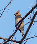 Thumbnail for File:Cedar waxwing (04155).jpg