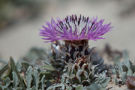 English: The Centaurea pumilio with the red mite Trombidium holosericeum Polski: Chaber karłowaty z czerwonatkami (lądzień czerwonatka Trombidium holosericeum)