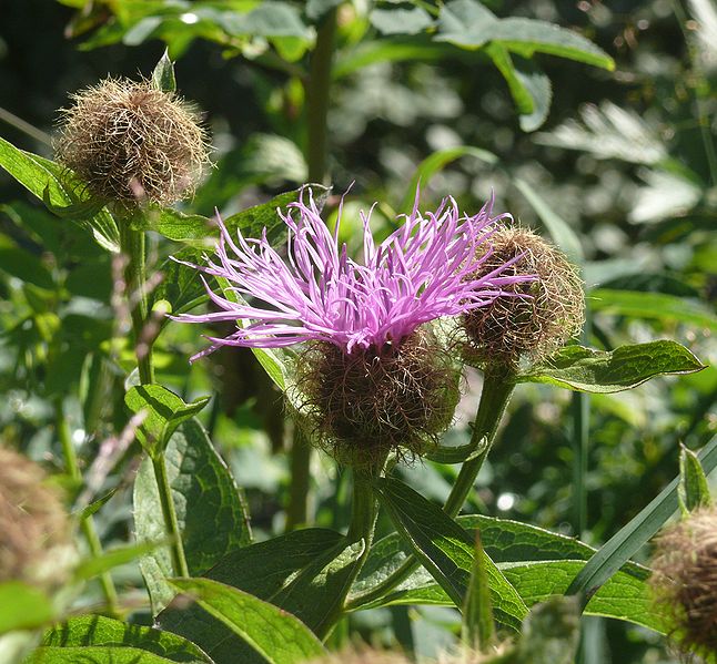 File:Centaurea pseudophrygia 240708.jpg