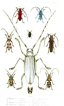 The image shows 8 insects of different species. The bottom left one is an emphreus ferruginosus which appears with a greenish base with brown blemishes.