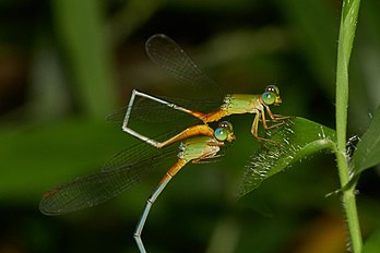 Ceriagrion cerinorubellum, uma libélula donzelinha nativa do Sudeste Asiático. Antes da fecundação, o macho transfere seu sêmen dos órgãos sexuais primários para os secundários. (definição 3 006 × 2 004)