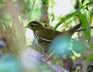 <span class="mw-page-title-main">Rufous-tailed antthrush</span> Species of bird