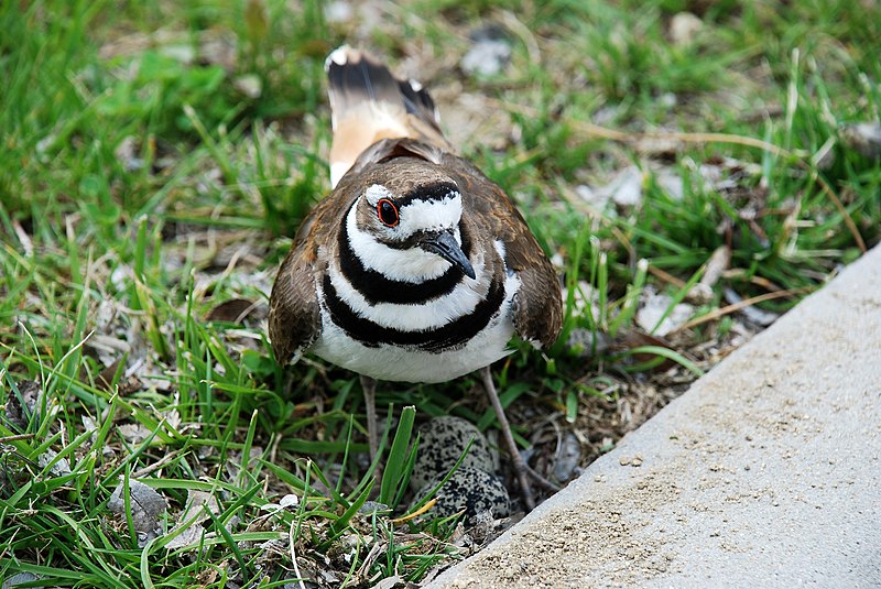 File:CharadriusVoc2.jpg