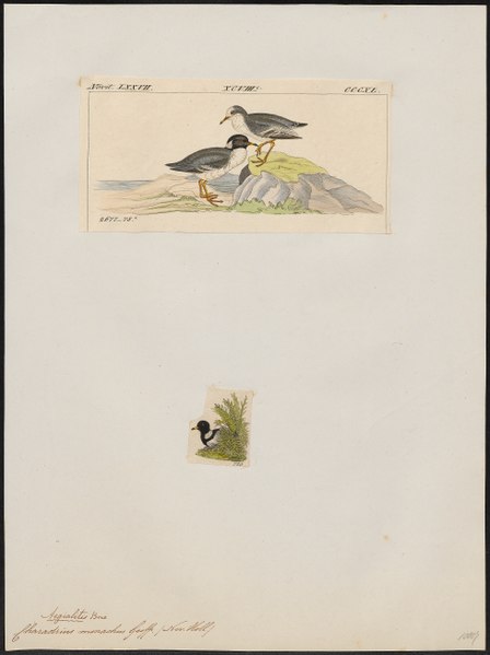 File:Charadrius monachus - 1700-1880 - Print - Iconographia Zoologica - Special Collections University of Amsterdam - UBA01 IZ17200231.tif